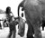 Woman Collecting Elephant Shit