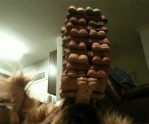 Dog Balancing Treats