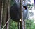 The Tree Tent