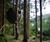 The Tree Tent