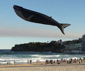 Life-Size Blue Whale Kite