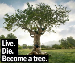 Treeincarnation: From Ashes to Spiritree
