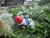 Combat Garden Gnome
