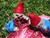Zombie Gnomes: Bye Bye Birdie-6337