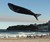 Life-Size Blue Whale Kite