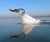 FlyBoard