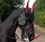 Custom Leather Dragon Mask for Horses
