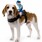 Mailman Dog Rider Costume