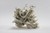 Porcelain Skulls-2661