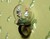 Alice In Wonderland Ring