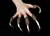 Predator Claw Rings