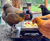 Chicknic Table - Chicken Picnic Table
