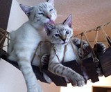 Indiana Jones Cat Bridge