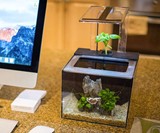 EcoQube C Aquarium