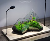 TerraLiving Preserved Moss Terrariums