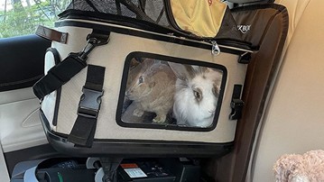 FOXBOX Pet Safety Car Seat