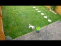 Go Dog Go Lazy Man's Fetch