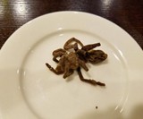 Edible Dehydrated Zebra Tarantula