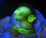 Power Glow Bioluminescent Energy Drink