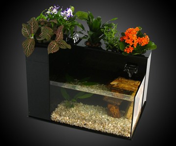 Fin to Flower Aquaponics System Fin to Flower Aquaponics System