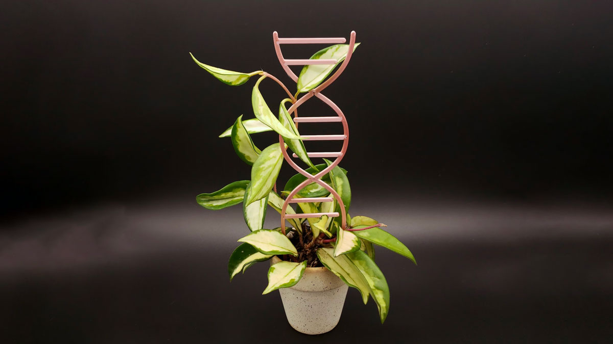 DNA Plant Trellis DNA Plant Trellis