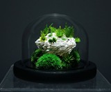 TerraLiving Preserved Moss Terrariums