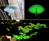 Glow-in-the-Dark Mushroom Garden - Closeup & Panorama