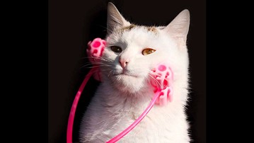 Cat Face Massager Cat Face Massager