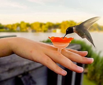 Hummingbird Ring Feeder Hummingbird Ring Feeder