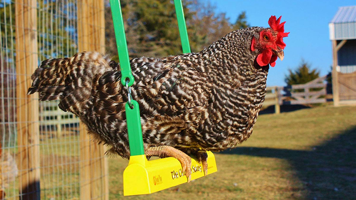 The Chicken Swing