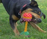 Schnuzzle - Scent-Based Dog Toy