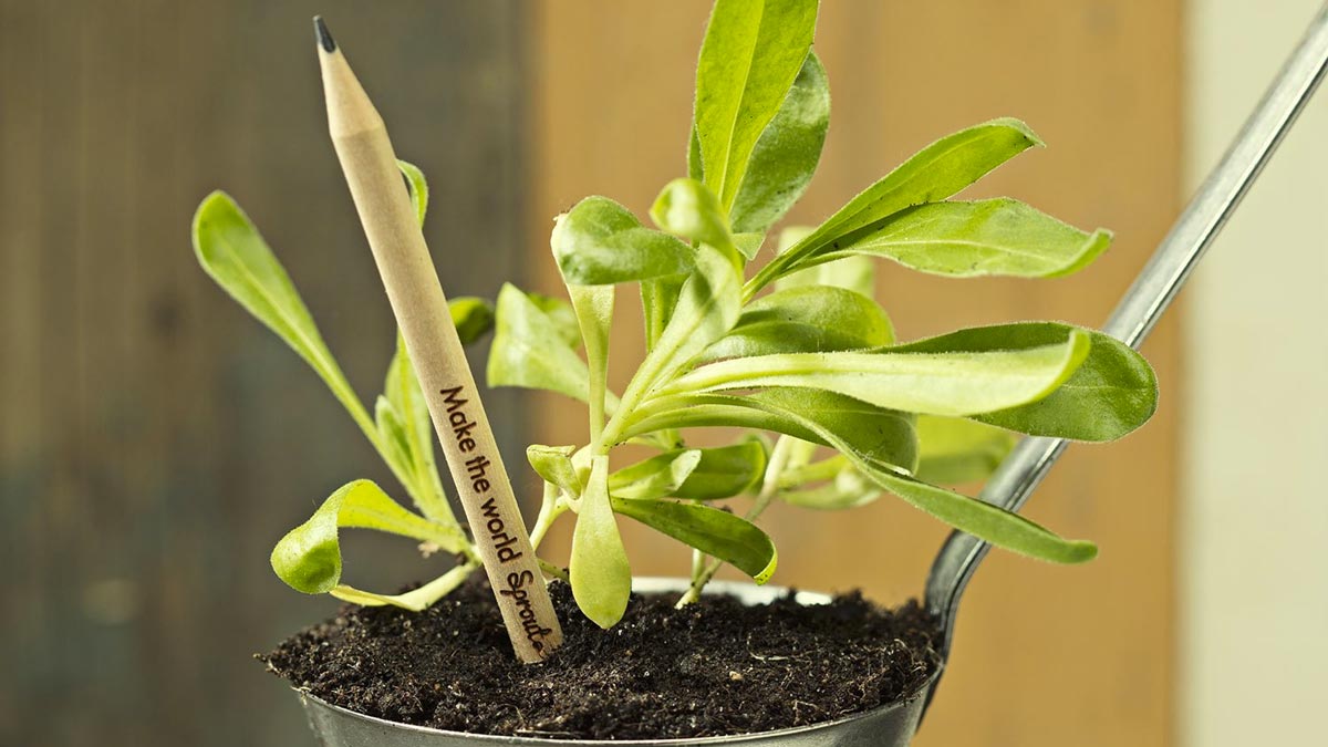 Sprout Plantable Graphite Pencils Sprout Plantable Graphite Pencils