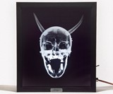 X-Ray Lightbox - Corporate Evolution