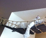 Indiana Jones Cat Bridge