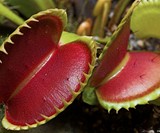 Venus Fly Trap Potted Plant