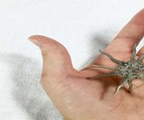 Kraken D20 Die