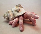 The Fingercrab