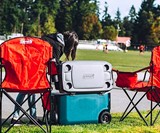 Coleman Cooler Quad Chair