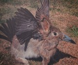 Crap Taxidermy - Stuffing Gone Wrong