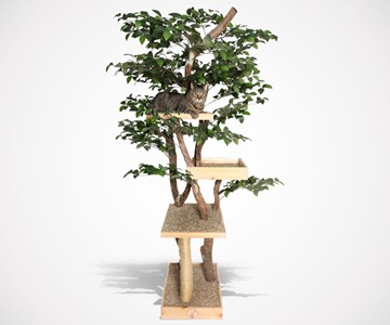 Sycamore Cat Tree Sycamore Cat Tree