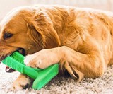 Bristly Dog Toothbrush