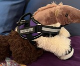 Emotional Support Stuffed Animals