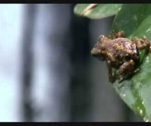 Epic Frog Escape Epic Frog Escape