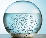 Self Sustaining Ecosphere-14