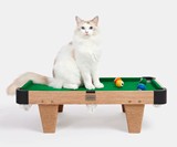 Meownooker Cat Billiards Toy