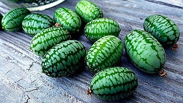 Mouse Melon Seeds Mouse Melon Seeds