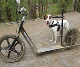 Dog Powered Scooter
