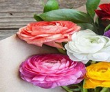 The Bouqs Company Flower Bouquets