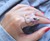 Good After Nine Animal Rings Good After Nine Animal Rings