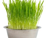 Dog Grass Grow Bowl